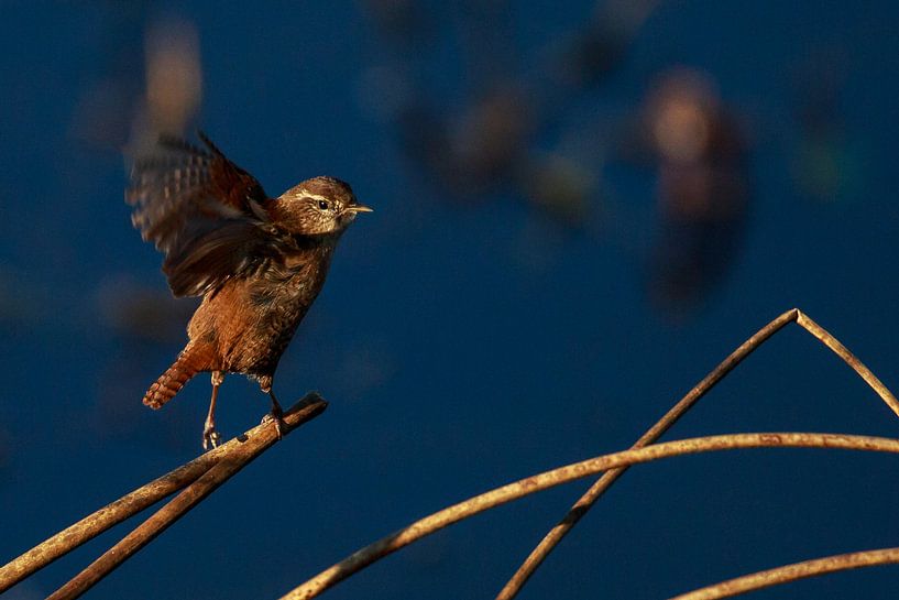Wren during takeoff by Gert Gelmers