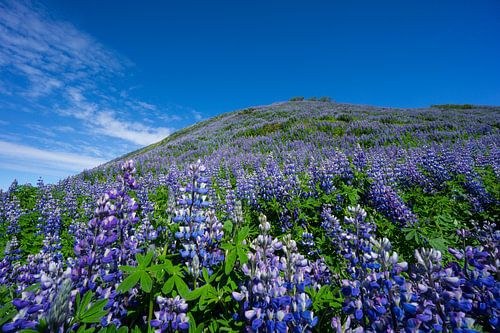 IJsland - Prachtige heuvel bedekt met paarse lupinebloemen