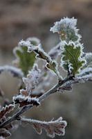Gefrorene Herbstblätter