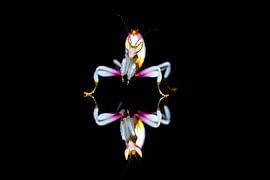 Orchid mantid reflected on a black background