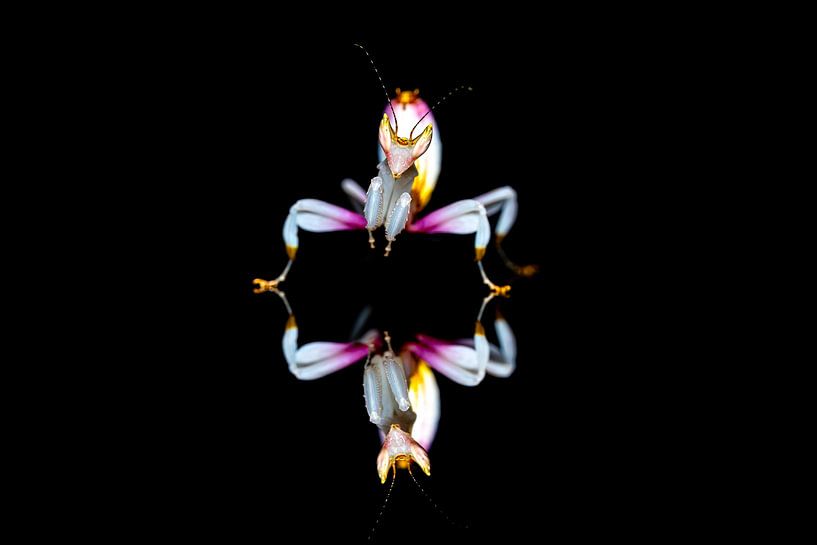 Orchideenmantide spiegelt sich auf schwarzem Grund von Roland Brack