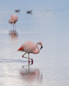 Nederlandse flamingo's in het Grevelingenmeer. van Ronald Harmsen