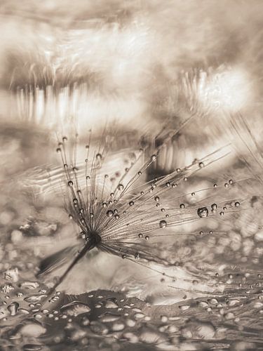 Eenvoud: Het verloren pluisje