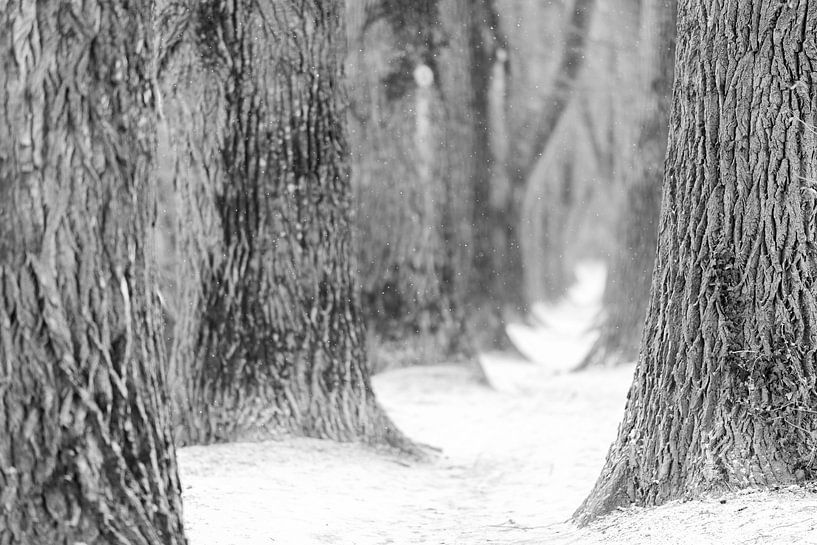 Laan met oude populieren in winter met sneeuw in Regensburg van Robert Ruidl