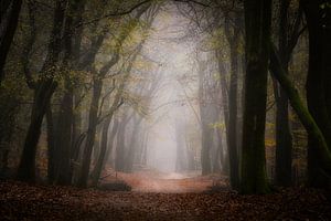 Photographie de la forêt "Greentint