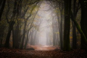 Forest photography "Greentint" by Björn van den Berg