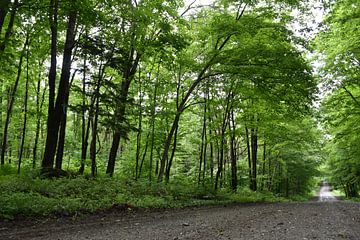 A country road in summer by Claude Laprise