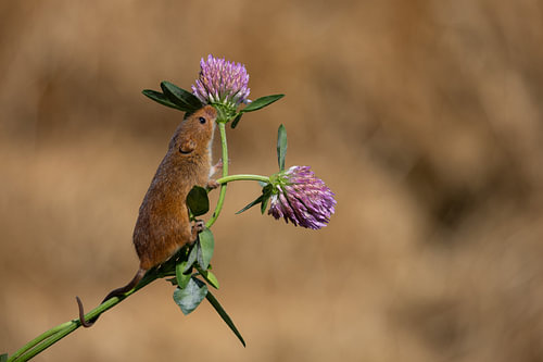 Zwergmaus