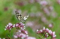 Schmetterling auf einer Blüte von Hans-Jürgen Janda Miniaturansicht