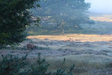 Eenzame Schotse Hooglander op de heide.1 van Daniëlle Eibrink Jansen