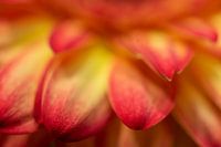 Petals in red