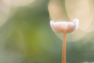 bokeh paddenstoel van Tania Perneel