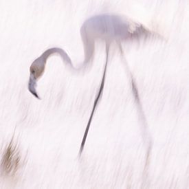 La Vie en Rose (V) Young flamingo in the Camargue) by Kris Hermans
