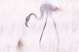 La Vie en Rose (V) Young flamingo in the Camargue) by Kris Hermans