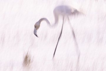 La Vie en Rose (V) Jonge flamingo in de Camargue) van Kris Hermans