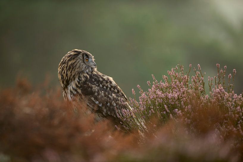 Adelaarsuil ( Bubo bubo ) zit op de grond midden in de bloeiende heide en kijkt om zich heen, Europa van wunderbare Erde