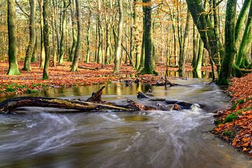 Ruisseau au cours lent dans une forêt de hêtres à l'automne