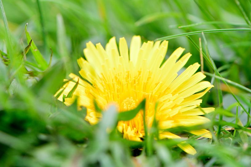 A dandelion in the grass by Gerard de Zwaan
