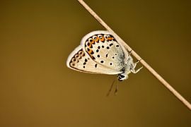 Heather blue in the Bargerveen by Stefan Wiebing Photography