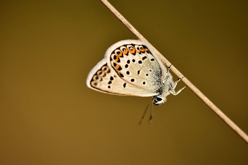 Bleu ciel dans le Bargerveen par Stefan Wiebing Photography