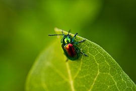 Hondengifkever op bladpunt van Iris Holzer Richardson