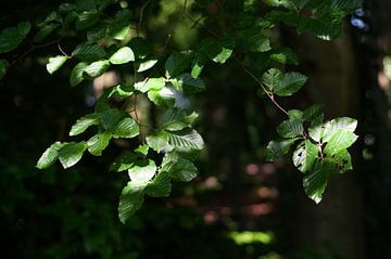 Impressionistisch groen van Anne Hana