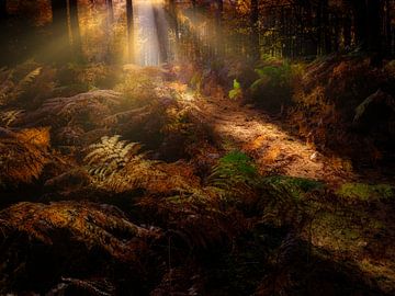 A beautiful autumn forest with sun harps giving the ferns a golden glow by Bas Meelker