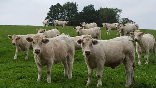 Morvan runderen
