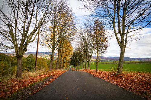 Herfstweg door weilanden