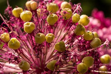 They look like apples inside a flower by Jolanda de Jong-Jansen