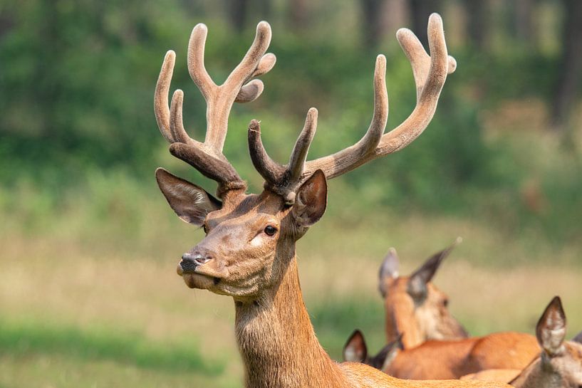 Red deer in the Veluwe by Gert Hilbink
