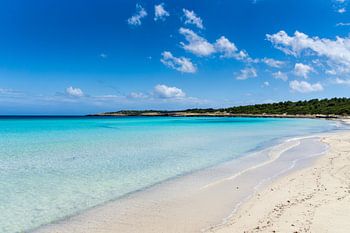 Majorque, étonnante et belle plage de sable blanc avec des arbres verts