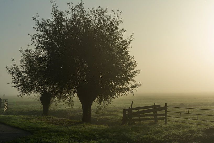 Trees on a Misty Morning by Kees van der Rest