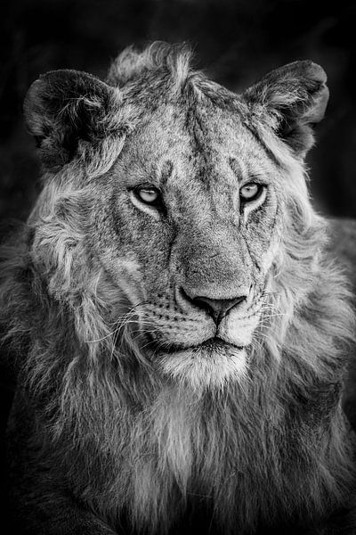 Jeune lion par Marco Verstraaten