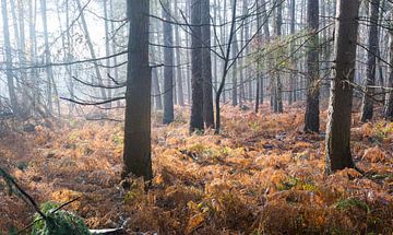 Forêt d'automne sur la crête d'Utrecht