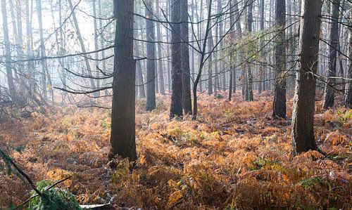 Herfst bos op de Utrechtse heuvelrug