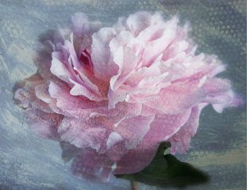 Schitterende Pioenroos