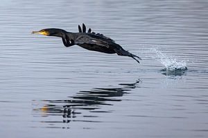 Cormoran au décollage