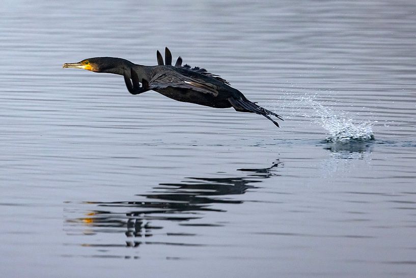Cormorant at take off by Andreas Müller