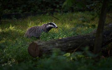 badger by Andy van der Steen - Fotografie