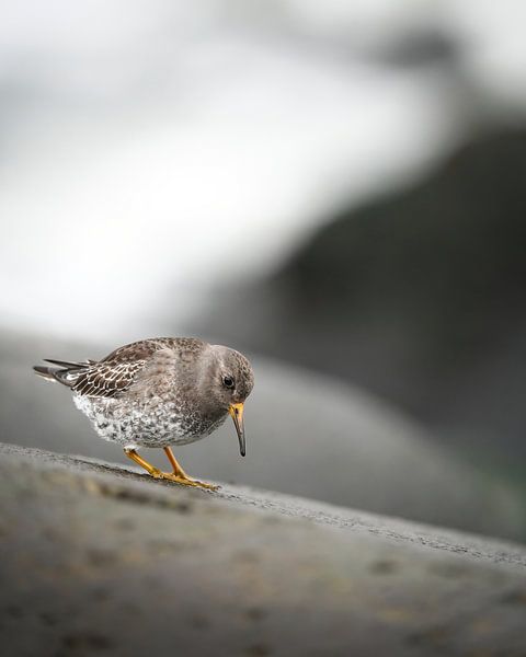 Purple Strandloper by Tom Zwerver