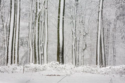 Arbres dans la neige comme code-barres