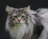 Norwegische Waldkatze van Thomas Wagner thumbnail