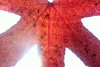 Herfstblad