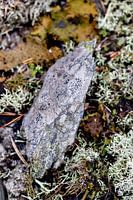 Stilte in Structuur – Zweedse Natuur van Dichtbij Nordic Details 005