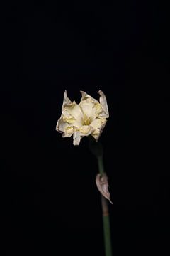uitgedroogde narcis na bloei van Ribbi