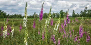 Foxglove by Hanneke Luit