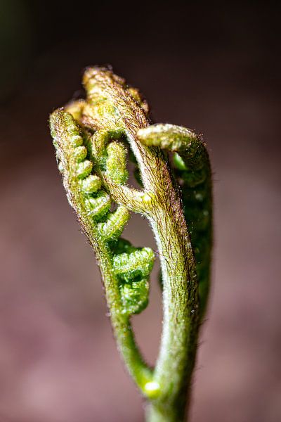 sprouting leaf of a fern by Arthur Bruinen