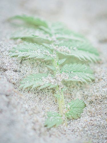 Fragiel plantje in het zand - pastel van Mischa Corsius