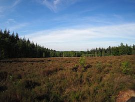 Heather view 3